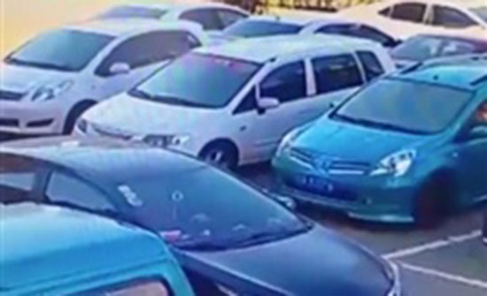 سيارة تنقذ كلبا سقط من ارتفاع شاهق (فيديو)