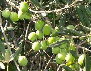 مزارعو المزار الجنوبي يشكون اصابة اشجارهم بسل الزيتون  