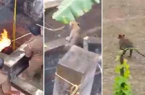 بالفيديو: إنقاذ فهد سقط في بئر عبر سلم خشبي بالفيديو: إنقاذ فهد سقط في بئر عبر سلم خشبي