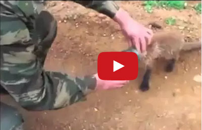 إنقاذ ثعلب علق رأسه داخل قارورة