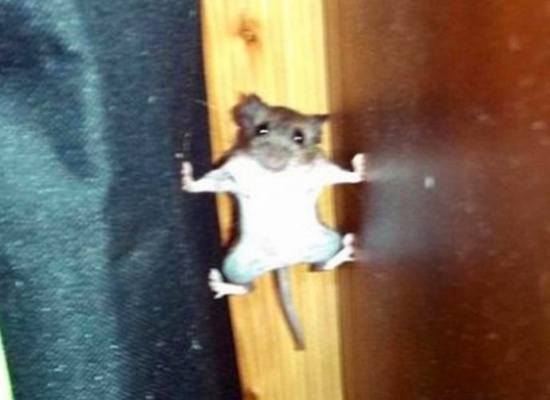 مصير مأساوي لفأر نجا من الموت مرتين (فيديو)