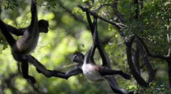 سرقا قرداً من حديقة الحيوانات لتقديمه هدية إلى ابنتهما