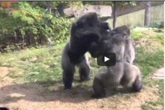 شاهد.. اثنان من الغوريلا يصفيان حساباتهما في جولة ملاكمة