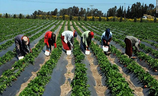 انخفاض اسعار المنتجين الزراعيين 14.5% انخفاض اسعار المنتجين الزراعيين 14.5%