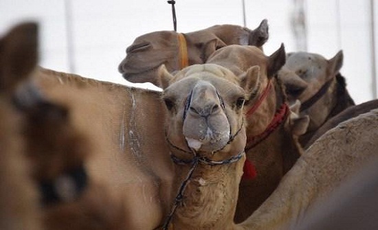 مستشفى للإبل في دبي مستشفى للإبل في دبي
