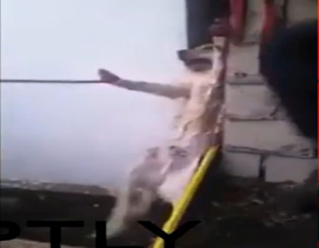 بالفيديو.. إنقاذ كلب بـ”الصابون” علق بين جدران مبنى بكاليفورنيا