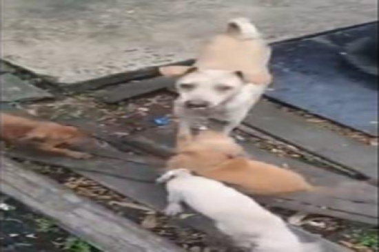 فيديو مؤثر لكلبة جائعة ترفض الطعام لتقدمه لصغارها