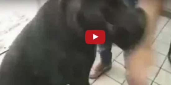 بالفيديو: كلب يعض مراسلاً إخبارياً على الهواء مباشرة