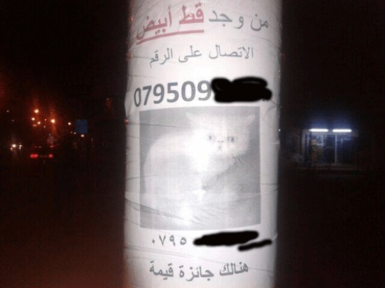 إربد : مكافأة قيمة لمن يجد هذا القط ( صورة ) إربد : مكافأة قيمة لمن يجد هذا القط ( صورة )