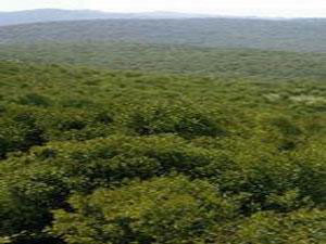 زراعة عجلون توزع 31 ألف غرسة حرجية ومثمرة  