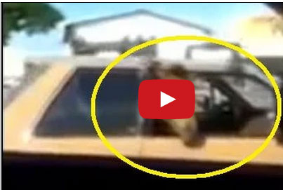 يحمل حصانه داخل سيارته الصغيرة