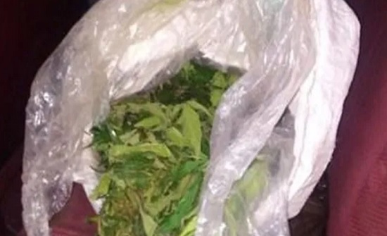 ضبط أشتال ماريجوانا في منطقة البحر الميت ضبط أشتال ماريجوانا في منطقة البحر الميت