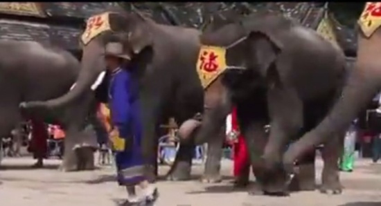 شاهد..  أغرب استعراضات الفيلة داخل السيرك