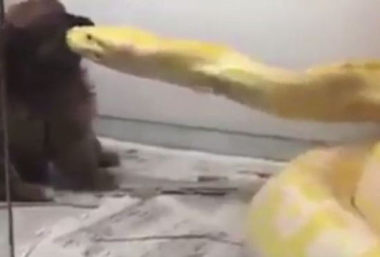 شاهد..  ثعبان يلتهم جرو ومالكه يصوره
