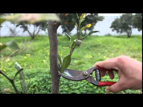 زراعة الكورة تباشر بتقليم الاشجار الحرجية