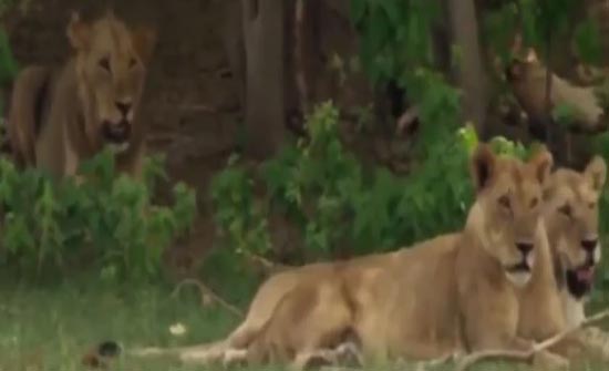 شاهد مشهد لايصدق فى عالم الحيوان