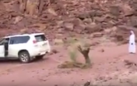 شاهد.. شجرة تنتقم بشكل فوري من مواطن حاول اقتلاعها