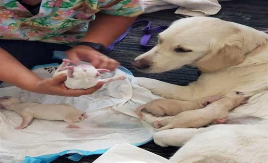 بالفيديو: في المطار.. كلبة تدخل المخاض وتنجب 7 جِراء!