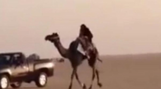 شاهد..  سقوط مؤلم لفتاة كويتية من أعلى ظهر جمل