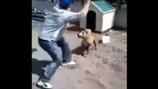 كلب نجح بالإفلات  بعد استفزازه