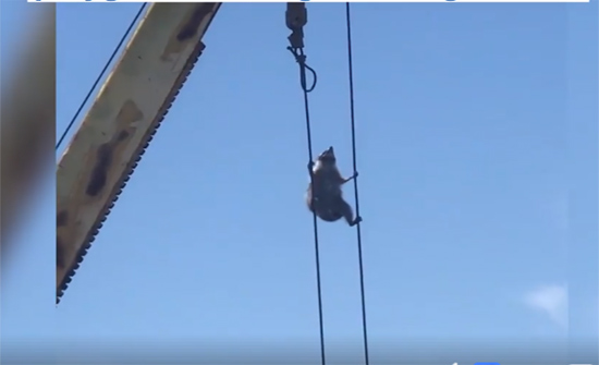 بالفيديو: راكون يحول رافعة للعبة ملاهي