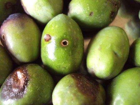 يوم علمي لمكافحة ذبابة الزيتون في بني كنانة