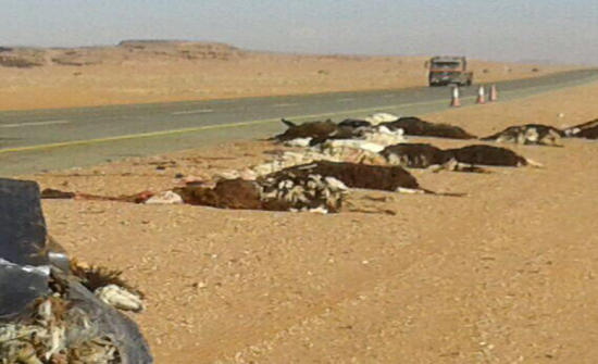 اصابة مواطنين بحادث دهس أغنام في الطفيلة اصابة مواطنين بحادث دهس أغنام في الطفيلة