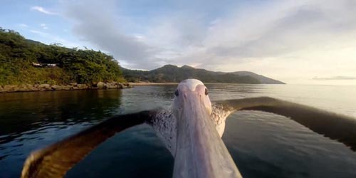 بالفيديو: كيف تبدو الأرض بعيني طائر البجع