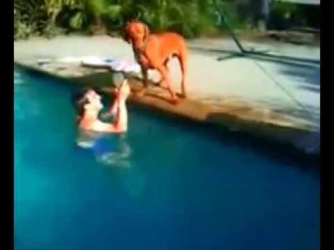 شاهد ماذا فعل الكلب عندما ظن أن صاحبه يغرق