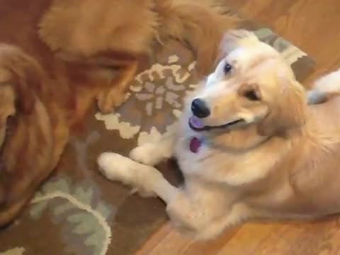 كلب فاشل في اصطياد الطعام