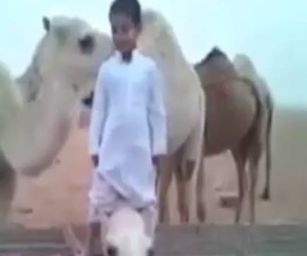 فيديو :  حنان الناقة على طفل صغير