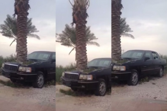 شاهد.. هكذا نبتت النخلة في مقدمة السيارة