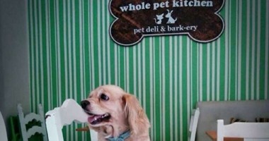 مطعم فلبيني للكلاب يقدم وجبات صحية تناسب كل سلالة