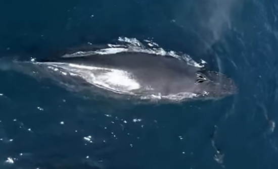 فيديو مذهل.. 1500 دلفين تلاعب حوتاً ضخماً!