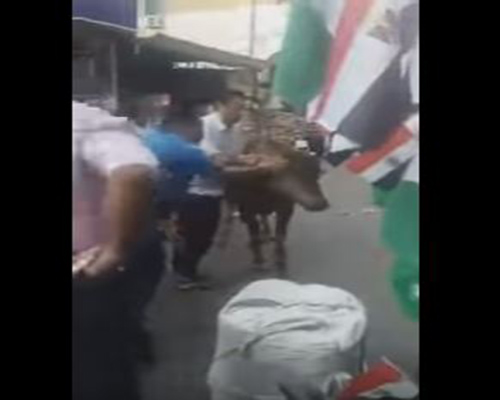 بالفيديو: شاهد ما فعله عجل هائج قبل ذبحه بعدد من المحال المصرية