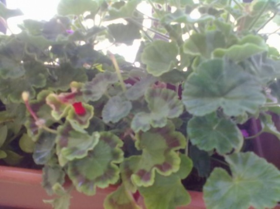 فوائد ومحاذير جديدة مرتبطة بالخبّيزة