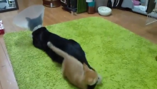 قطة تلعب بذيل القط