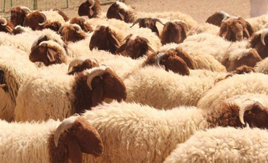 325 ألف رأس أغنام تدخل المملكة منذ بداية العام