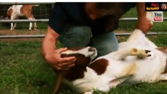 شاهدوا إعجاز ذكر الله على الأضاحي قبل ذبحها