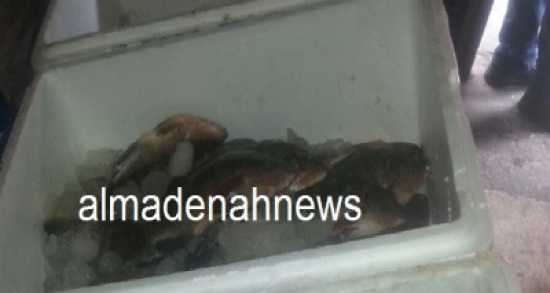 بالصور ... اسماك تباع على البسطات في إربد والبلدية تتلفها