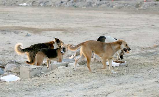 حملة مكثفة للحد من الكلاب الضالة في الطفيلة
