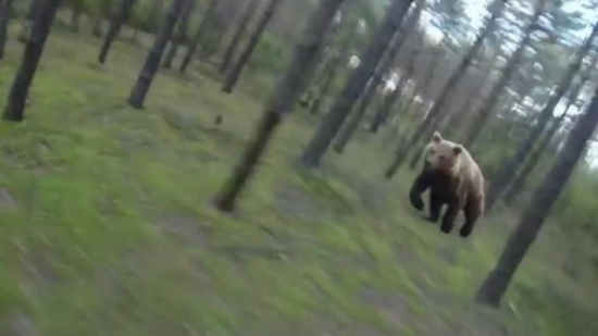 دب يلاحق شابا في غابة