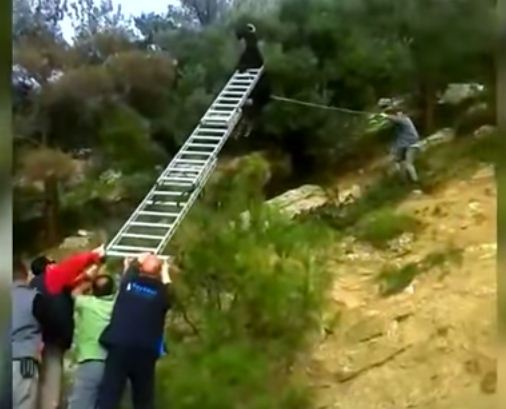 شاهد.. إنقاذ ماعز علقت قرونها بأسلاك هاتف