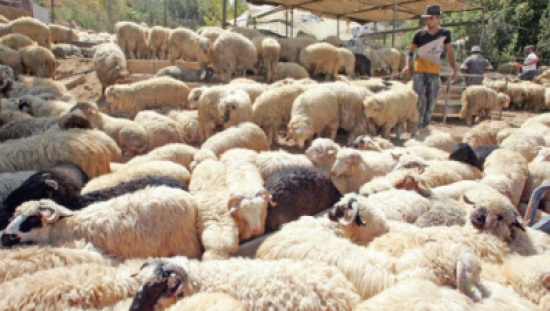 60 مليون دينار إنفاق الأردنيين المتوقع على شراء الأضاحي 60 مليون دينار إنفاق الأردنيين المتوقع على شراء الأضاحي