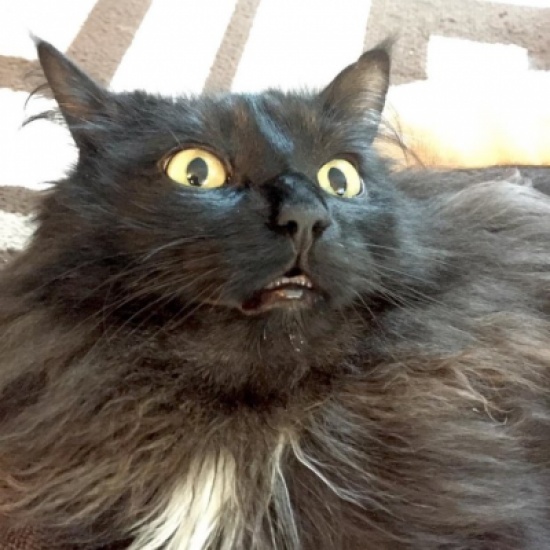 بالفيديو .. مرض يتسبب في وقوع قط أكثر من 30 مرة يوميا