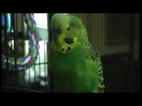 ببغاء يتكلم الانجليزية بطلاقة