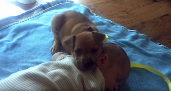 شاهد..  جرو يحول رأس طفل إلى وسادة