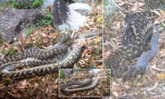 شاهد: أفعى ضخمة تلتهم كنغراً