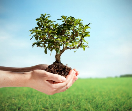 حملة لزراعة الاشجار في كفرنجه