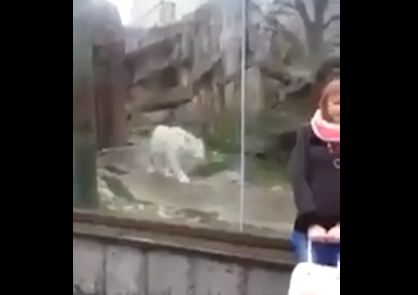 لحظة هجوم نمر أبيض على فتاة (فيديو)